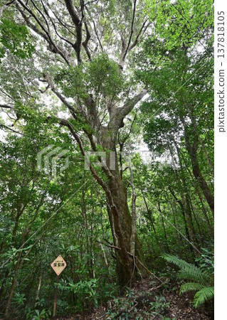 Kinsakubara Primeval Forest, Amami Islands National Park, World Natural Heritage Site, a representative forest of Amami Oshima Island. Kinsakubara Primeval Forest, Amami Islands National Park, World Natural Heritage Site, a representative forest of Amami Oshima Island. 137818105