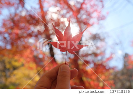 An autumn moment, holding a translucent red leaf in your hand. An autumn moment, holding a translucent red leaf in your hand. 137818126