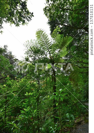 金作原原始森林,奄美群島國立公園,世界自然遺產,奄美大島的代表性森林。 金作原原始森林,奄美群島國立公園,世界自然遺產,奄美大島的代表性森林。 137818131