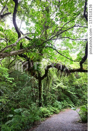 Kinsakubara Primeval Forest, Amami Islands National Park, World Natural Heritage Site, a representative forest of Amami Oshima Island. Kinsakubara Primeval Forest, Amami Islands National Park, World Natural Heritage Site, a representative forest of Amami Oshima Island. 137818136