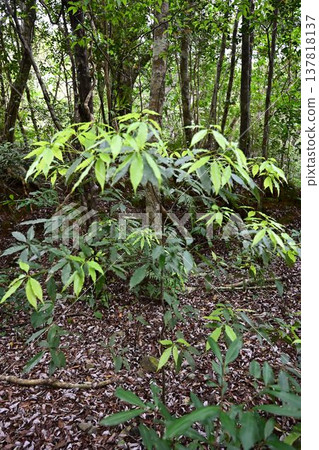 Kinsakubara Primeval Forest, Amami Islands National Park, World Natural Heritage Site, a representative forest of Amami Oshima Island. Kinsakubara Primeval Forest, Amami Islands National Park, World Natural Heritage Site, a representative forest of Amami Oshima Island. 137818137