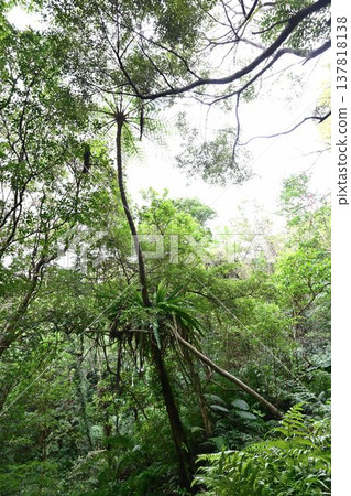 金作原原始森林,奄美群島國立公園,世界自然遺產,奄美大島的代表性森林。 金作原原始森林,奄美群島國立公園,世界自然遺產,奄美大島的代表性森林。 137818138