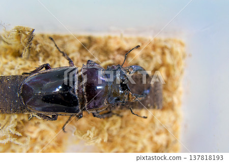 A Tarandus stag beetle on a tree A Tarandus stag beetle on a tree 137818193