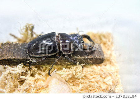 A Tarandus stag beetle on a tree A Tarandus stag beetle on a tree 137818194