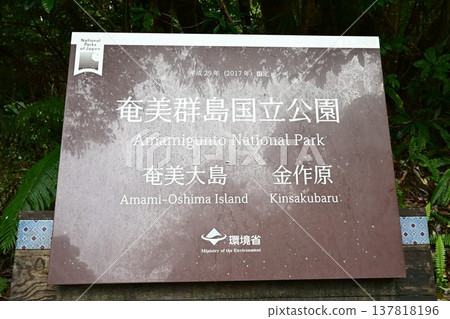 金作原原始森林，奄美群島國立公園，世界自然遺產，奄美大島的代表性森林。 137818196