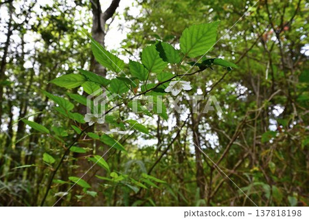 Kinsakubara Primeval Forest, Amami Islands National Park, World Natural Heritage Site, a representative forest of Amami Oshima Island. Kinsakubara Primeval Forest, Amami Islands National Park, World Natural Heritage Site, a representative forest of Amami Oshima Island. 137818198