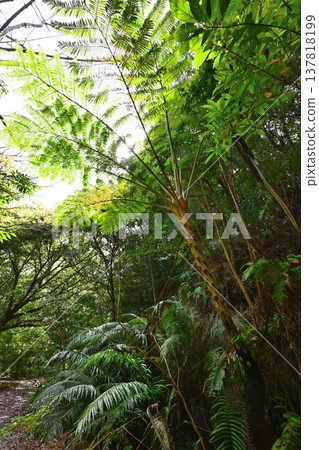 金作原原始森林,奄美群島國立公園,世界自然遺產,奄美大島的代表性森林。 金作原原始森林,奄美群島國立公園,世界自然遺產,奄美大島的代表性森林。 137818199
