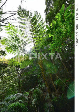 金作原原始森林,奄美群島國立公園,世界自然遺產,奄美大島的代表性森林。 金作原原始森林,奄美群島國立公園,世界自然遺產,奄美大島的代表性森林。 137818200