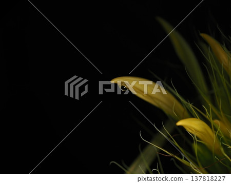 一張在植物園溫室中拍攝的黃色花瓣上沾滿露珠的微距照片。 137818227