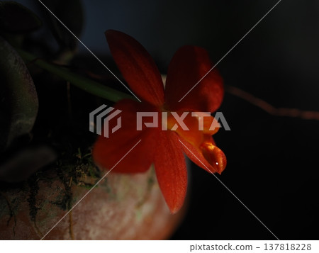 一張在植物園拍攝的橘色花朵微距照片，花朵上掛滿了露珠。 137818228