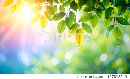背景圖片展現了綠葉在晨露和柔和光線的襯托下閃閃發光，營造出清新怡人的自然景象。 137818243
