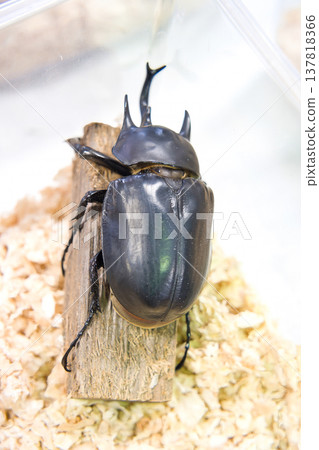 Actaeon elephant beetle on a tree 137818366