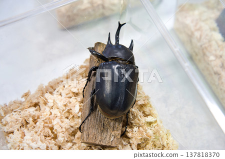 樹上的象甲 樹上的象甲 137818370