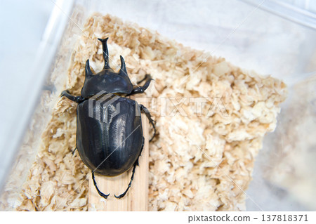 Actaeon elephant beetle on a tree Actaeon elephant beetle on a tree 137818371