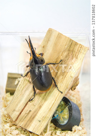 Satan beetle on a tree Satan beetle on a tree 137818602