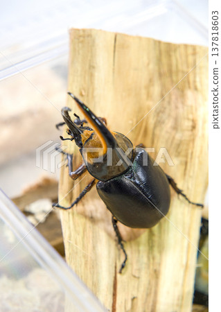 Satan beetle on a tree Satan beetle on a tree 137818603