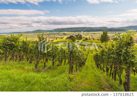 Vineyards in Switzerland Vineyards in Switzerland 137818625