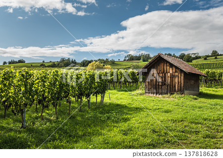 Rustic wooden hut surrounded by vineyards, Klettgau wine region, Canton of Schaffhausen, Switzerland Rustic wooden hut surrounded by vineyards, Klettgau wine region, Canton of Schaffhausen, Switzerland 137818628