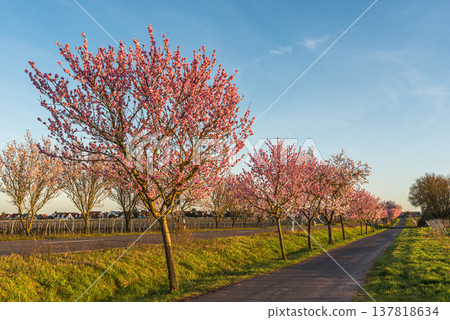 Almond blossom along the German Wine Route, Bad Durkheim, Rhineland-Palatinate, Germany 137818634
