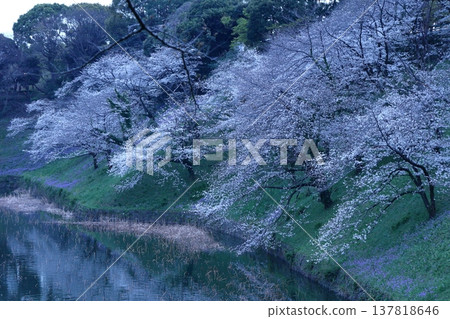 Spring in full bloom 137818646