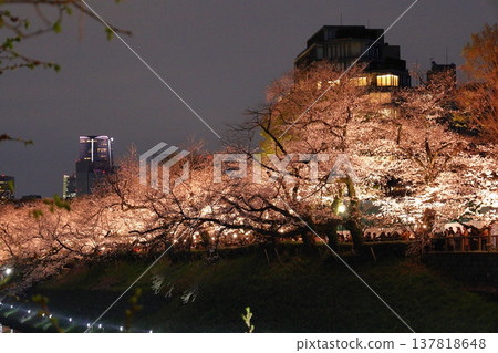 Spring in full bloom 137818648