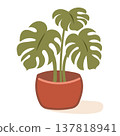 Large monstera houseplant in a red terracotta pot 137818941