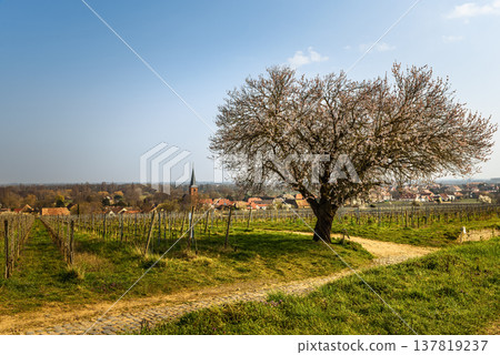 Blossoming almond tree and vineyards in Forst an der Weinstrasse, Rhineland-Palatinate, Germany Blossoming almond tree and vineyards in Forst an der Weinstrasse, Rhineland-Palatinate, Germany 137819237