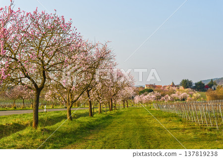 Almond blossoms in Gimmeldingen along the German Wine Route, Rhineland-Palatinate, Germany 137819238