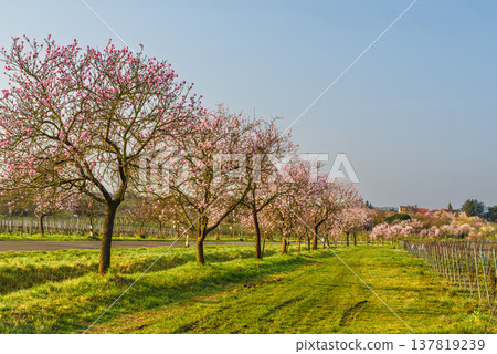 Almond blossoms in Gimmeldingen along the German Wine Route, Rhineland-Palatinate, Germany 137819239