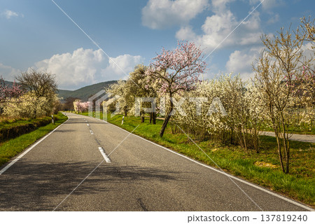 Almond blossoms along the German Wine Route near Neustadt an der Weinstrasse, Germany 137819240