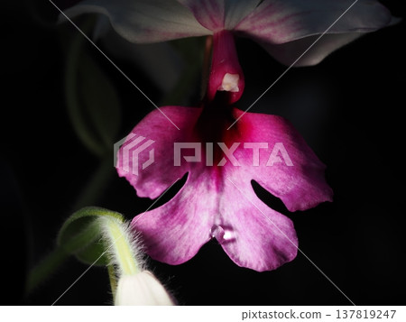 在植物園拍攝的一張粉紅色蘭花微距照片，蘭花上掛著露珠。 137819247