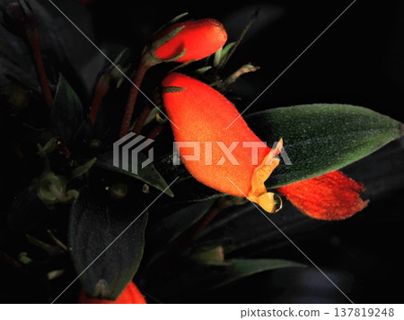 在植物園拍攝的露珠覆蓋的花朵的微距照片。 137819248