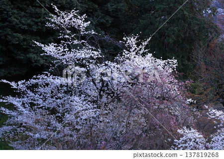 春天盛開 春天盛開 137819268