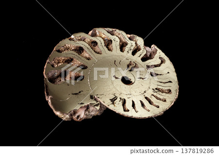 Macro mineral stone Ammonite shell on a black background Macro mineral stone Ammonite shell on a black background 137819286