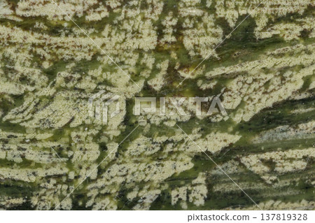 Macro datolite scarn mineral stone on a black background 137819328