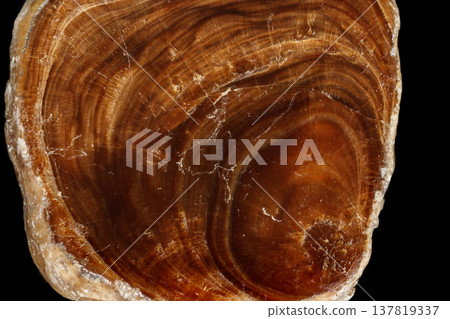 Macro Onyx mineral stone on a black background 137819337