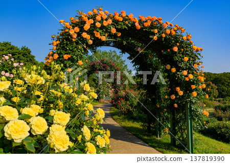 Keisei Rose Garden in early summer: A tunnel of roses in full bloom against the blue sky and a vibrant rose garden. Keisei Rose Garden in early summer: A tunnel of roses in full bloom against the blue sky and a vibrant rose garden. 137819390