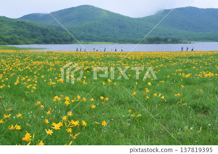 People enjoying hiking amidst the blooming daylilies in the spectacular Oguni Marshland of Fukushima. 137819395