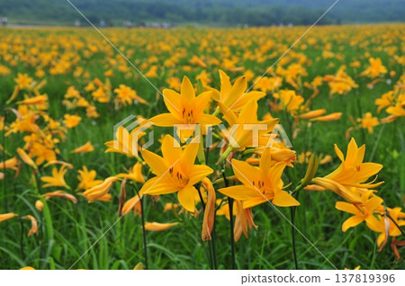 Daylilies in full bloom at Oguni Marsh in Fukushima Prefecture: A close-up of a few delicate blossoms. Daylilies in full bloom at Oguni Marsh in Fukushima Prefecture: A close-up of a few delicate blossoms. 137819396