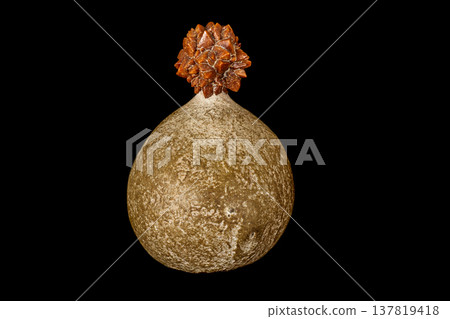 Macro stone Ikaite mineral in rock on a black background 137819418