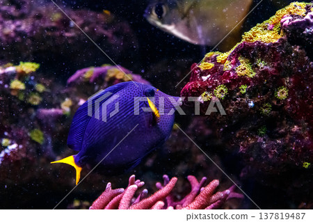 macro fish Zebrasoma xanthurum 137819487