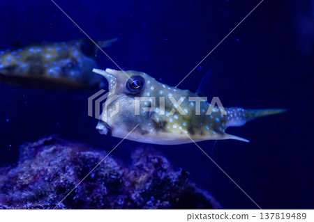 macro Lactoria cornuta Linnaeus fish macro Lactoria cornuta Linnaeus fish 137819489