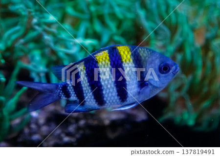 macro fish sergeant major abudefduf saxatilis macro fish sergeant major abudefduf saxatilis 137819491