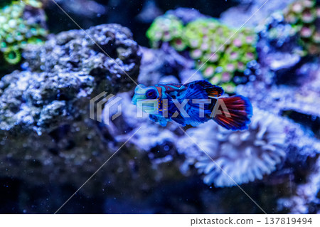 Mandarin fish Synchiropus splendidus 137819494