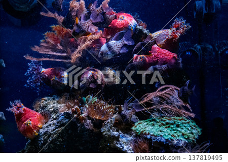 Fish Apogon, Cardinalfish Banggai, Sphaeramia nematoptera 137819495