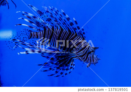 Fish Lionfish - Zebra, Pterois volitans 137819501