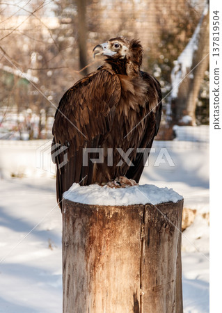 beautiful vultures sit on a stump in the snow 137819504