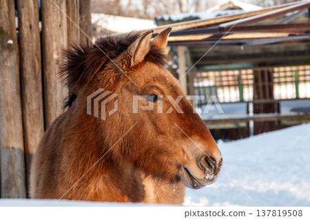 beautiful Equus przewalskii caballus on a snowy road 137819508