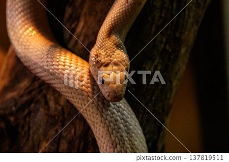 snake leucistic texas rat 137819511