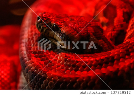 snake coastal carpet python, Morelia spilota mcdowelli 137819512